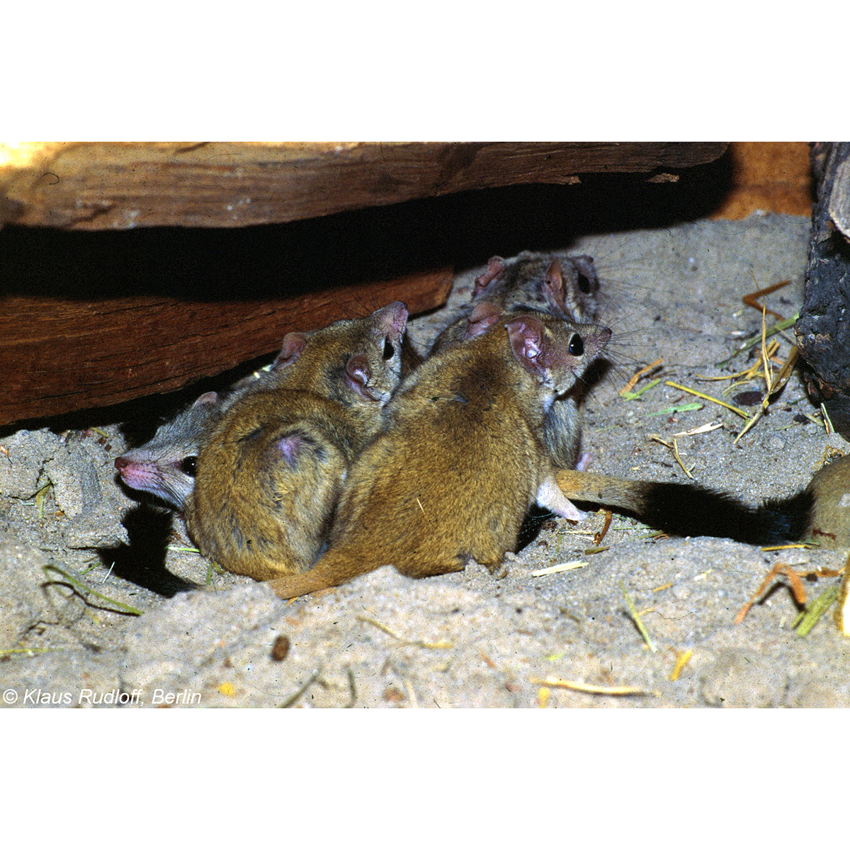 Двугребнехвостая сумчатая мышь (Dasyuroides byrnei) Фото №6