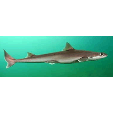  Род Деании / Длиннорылые колючие акулы  фото