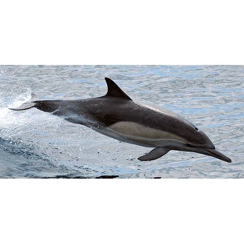 Семейство Дельфиновые / Дельфины  фото