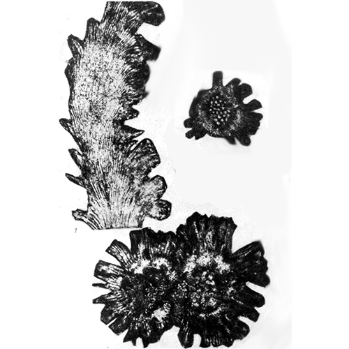 Семейство Demidellaceae фото