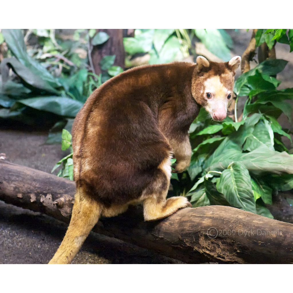 Австралийское животное меняющее внешний вид. Древесный кенгуру Гудфеллоу. Древесный кенгуру валлаби. Древесный кенгуру (Dendrolagus). Древесный кенгуру Матши.