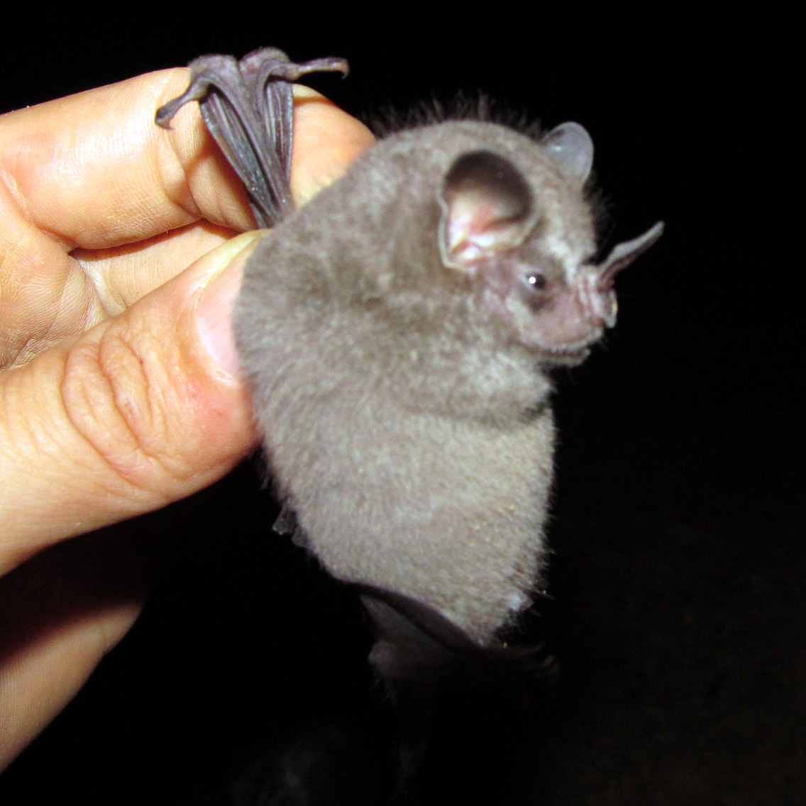 Andersen's Fruit-eating Bat (Dermanura anderseni) Фото №2