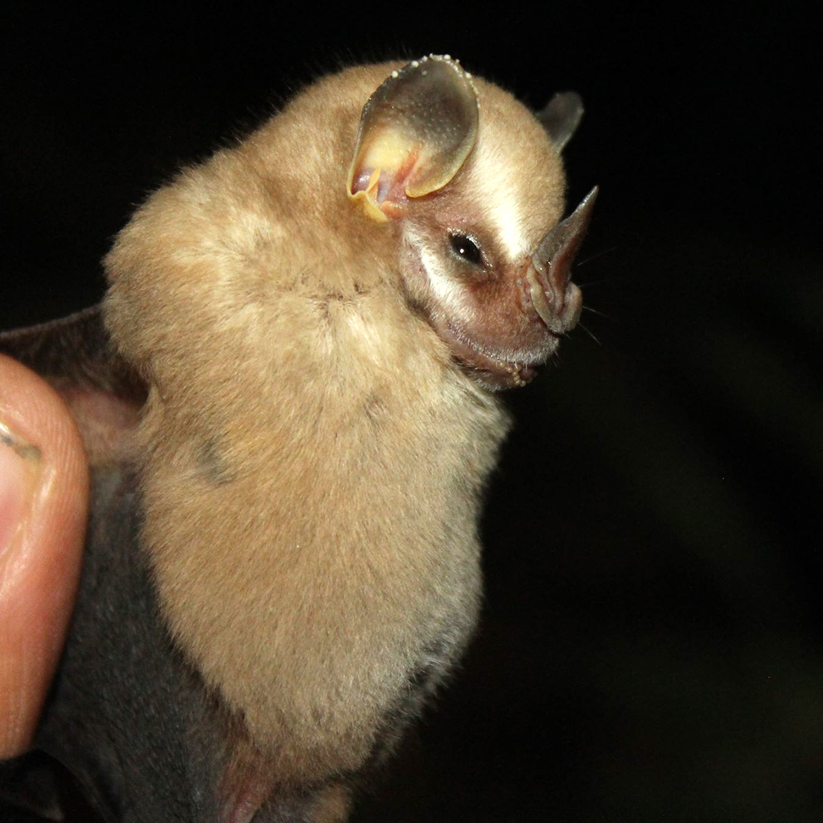 Andersen's Fruit-eating Bat (Dermanura anderseni) Фото №3