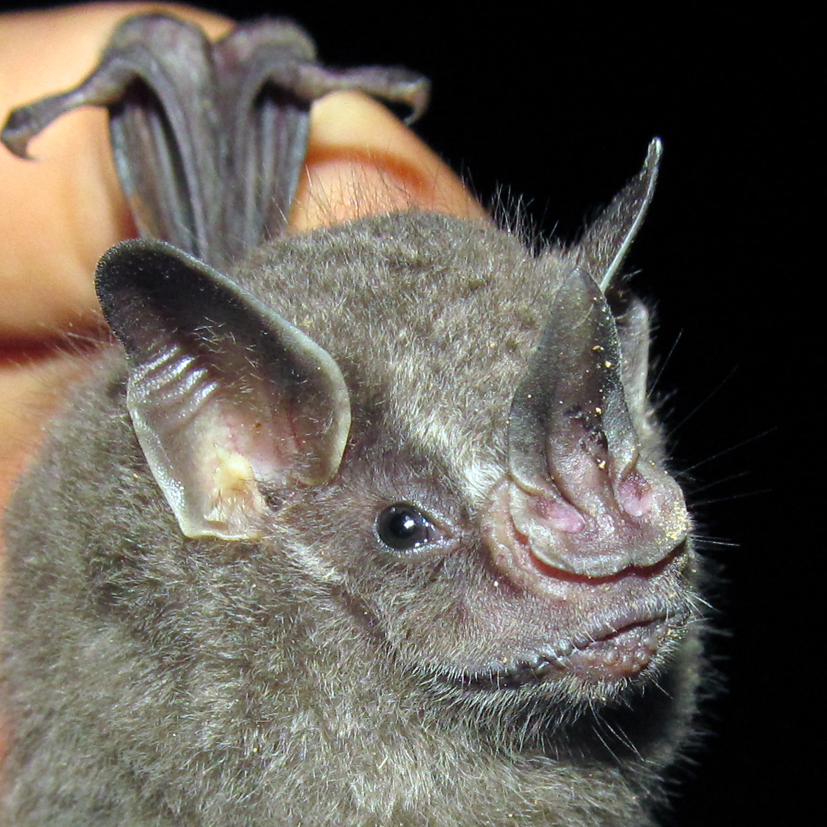 Andersen's Fruit-eating Bat (Dermanura anderseni) Фото №4