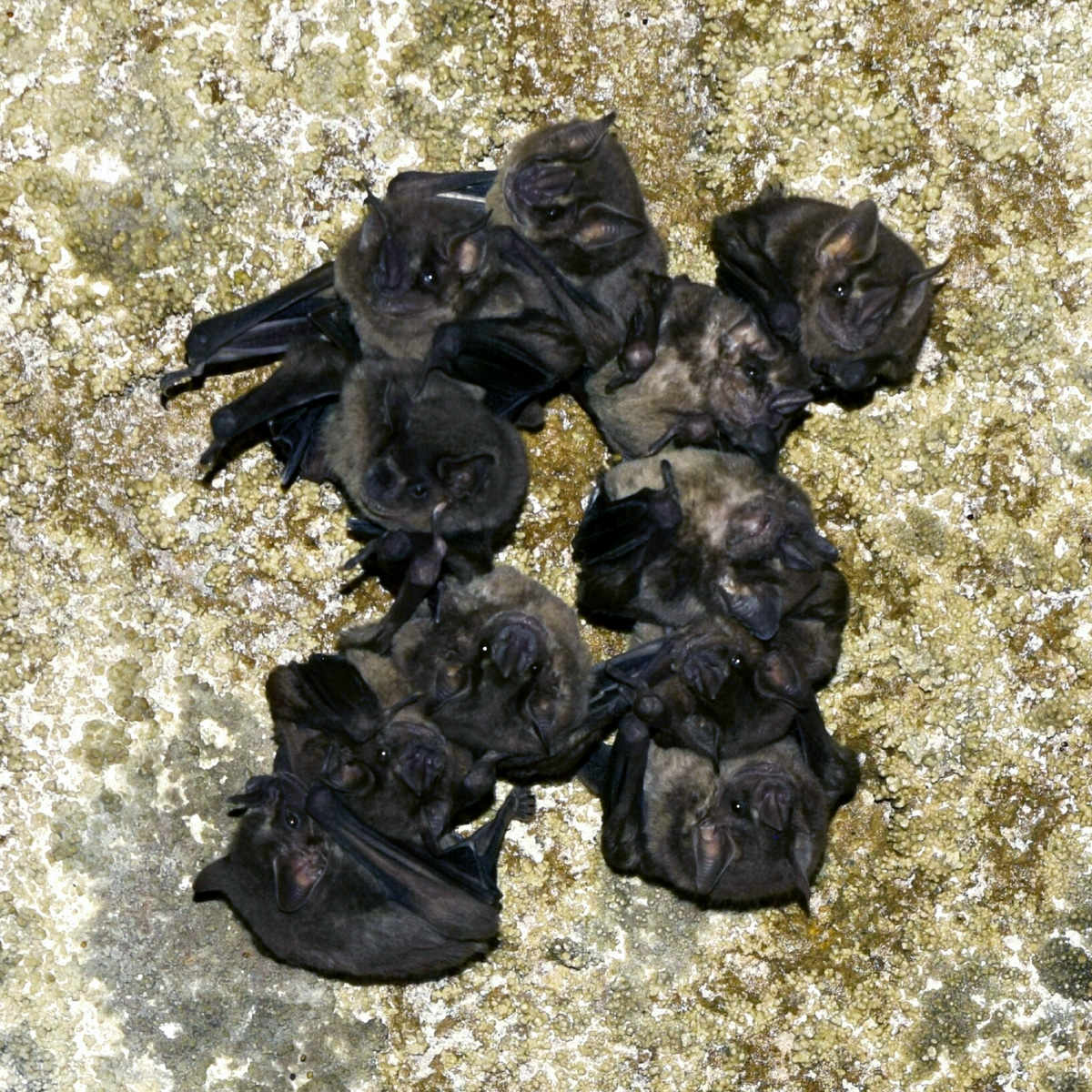 Aztec Fruit-eating Bat (Dermanura azteca) Фото №4