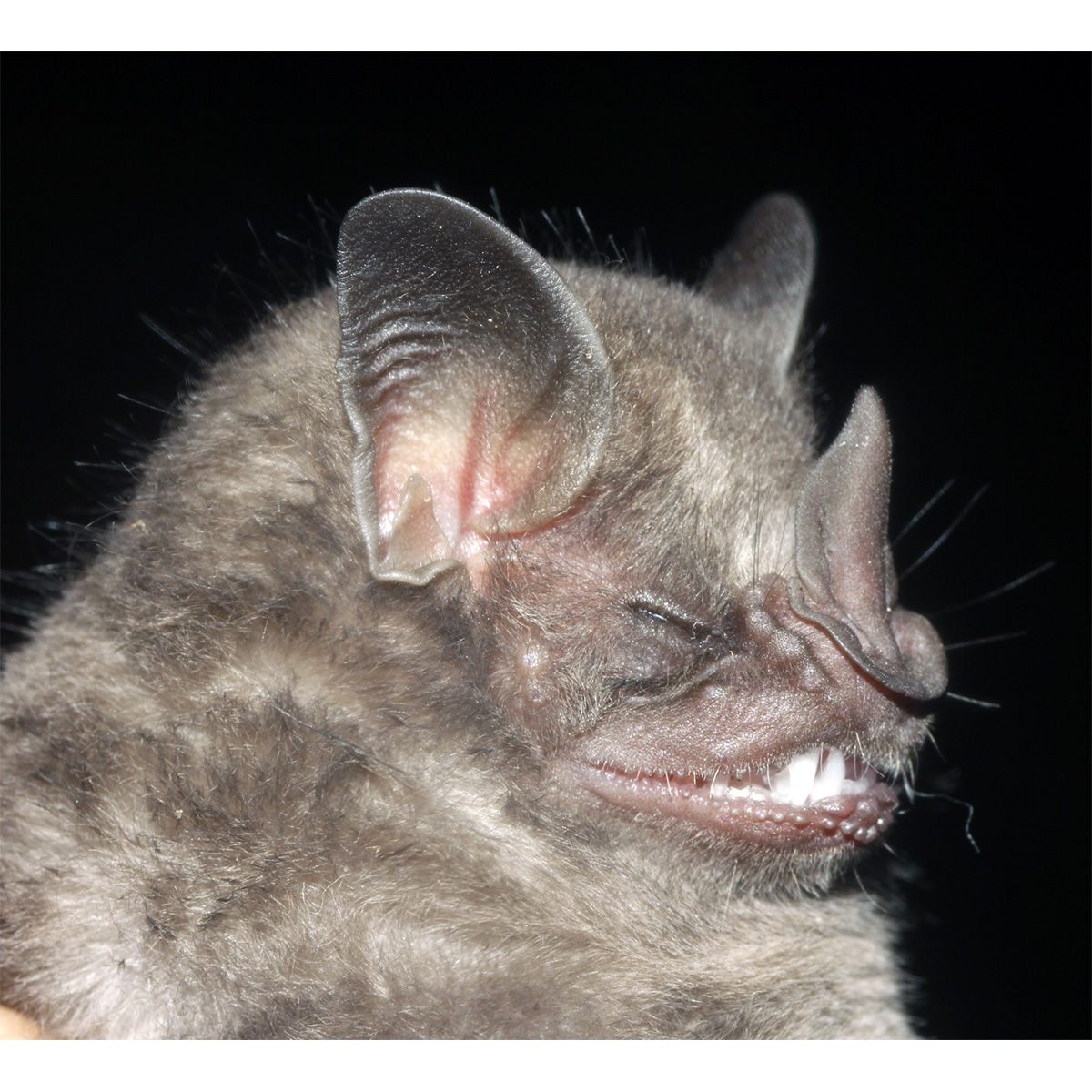 Aztec Fruit-eating Bat (Dermanura azteca) Фото №5