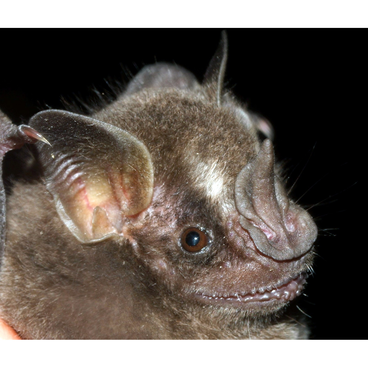 Aztec Fruit-eating Bat (Dermanura azteca) Фото №6
