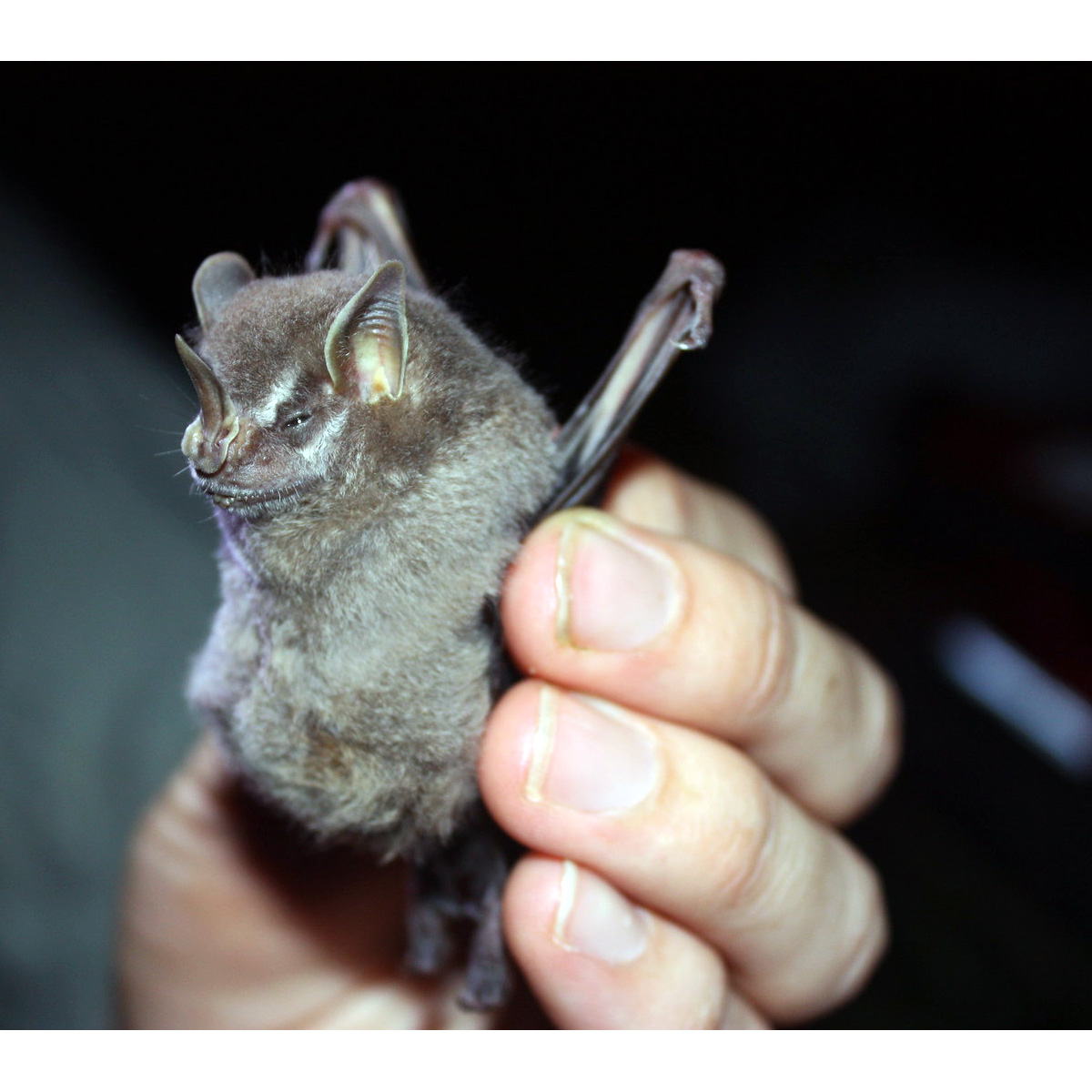 Bogota fruit-eating bat (Dermanura bogotensis) Фото №2