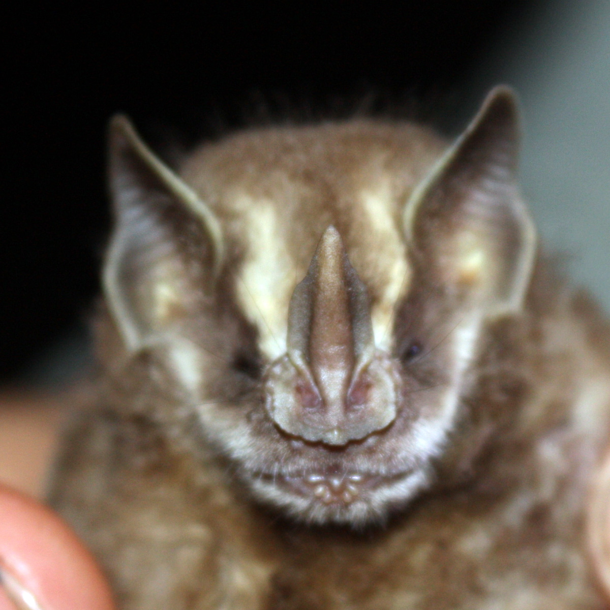 Bogota fruit-eating bat (Dermanura bogotensis) Фото №3