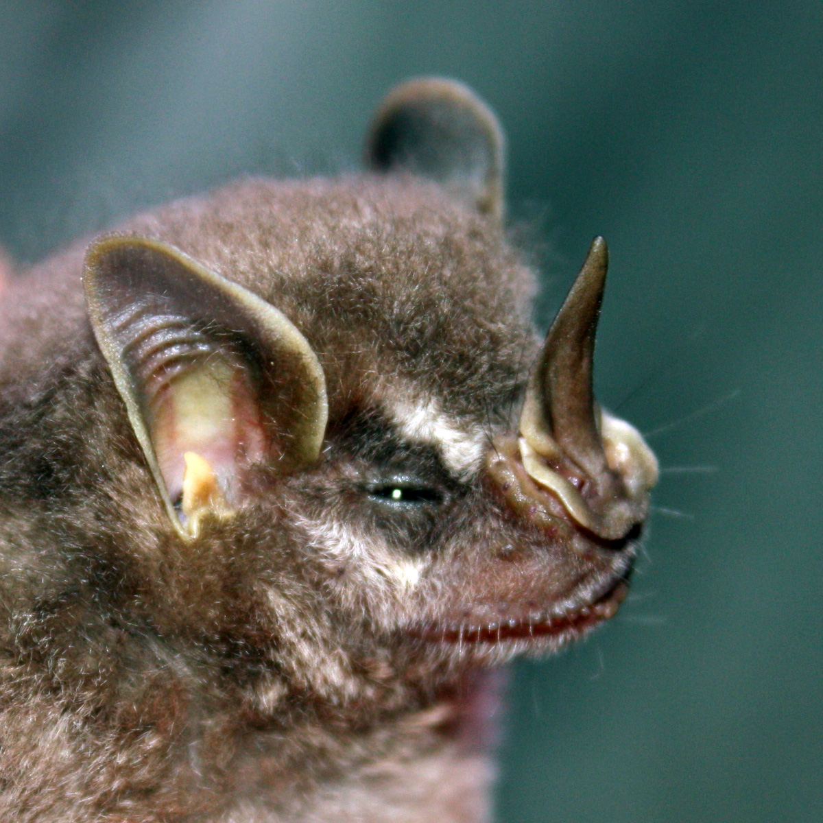 Bogota fruit-eating bat (Dermanura bogotensis) Фото №4