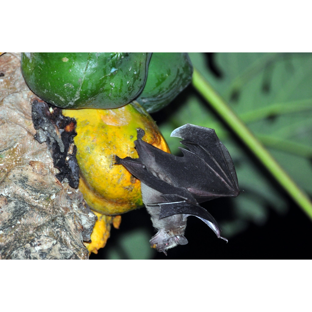 Gervais's Fruit-eating Bat (Dermanura cinerea) Фото №2