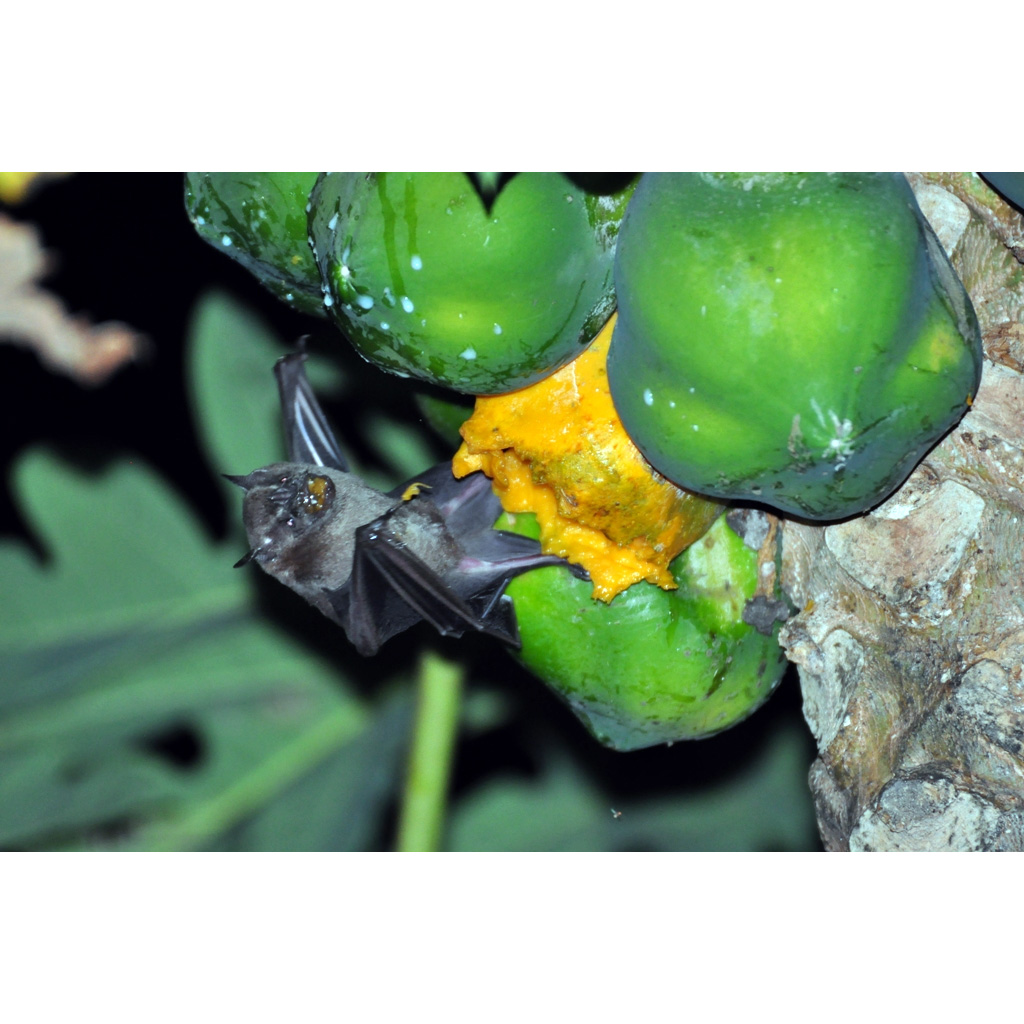 Gervais's Fruit-eating Bat (Dermanura cinerea) Фото №3