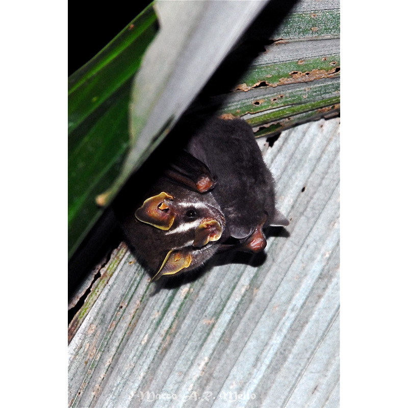Gervais's Fruit-eating Bat (Dermanura cinerea) Фото №4