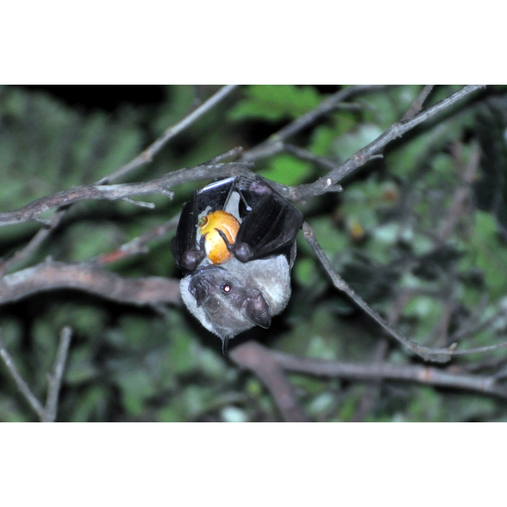 Gervais's Fruit-eating Bat (Dermanura cinerea) Фото №5