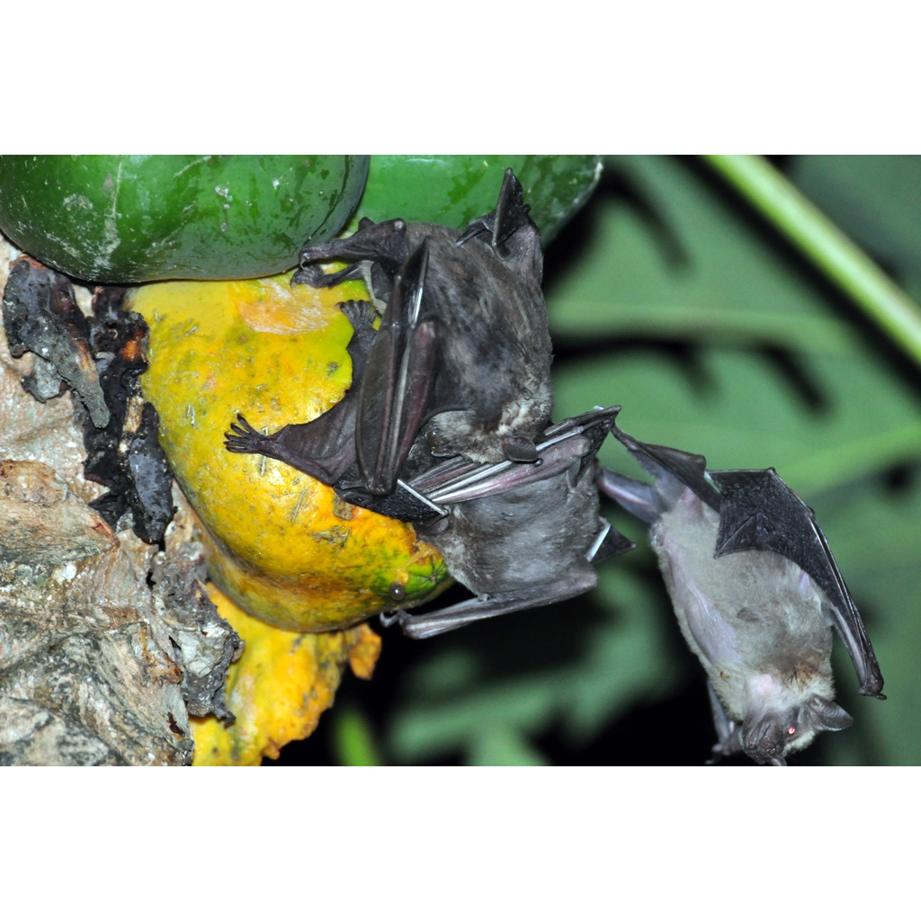 Gervais's Fruit-eating Bat (Dermanura cinerea) Фото №6