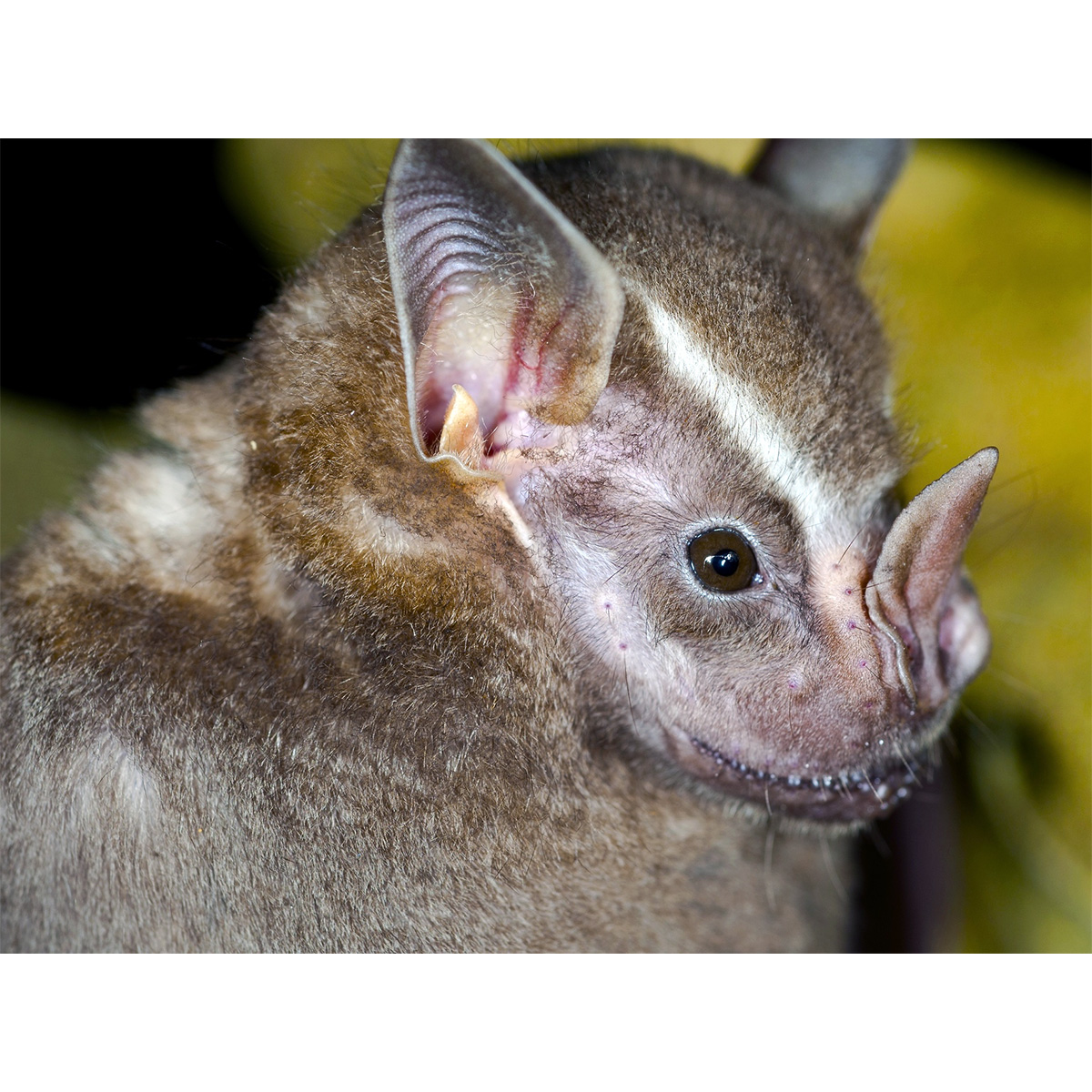 Gervais's Fruit-eating Bat (Dermanura cinerea) Фото №7