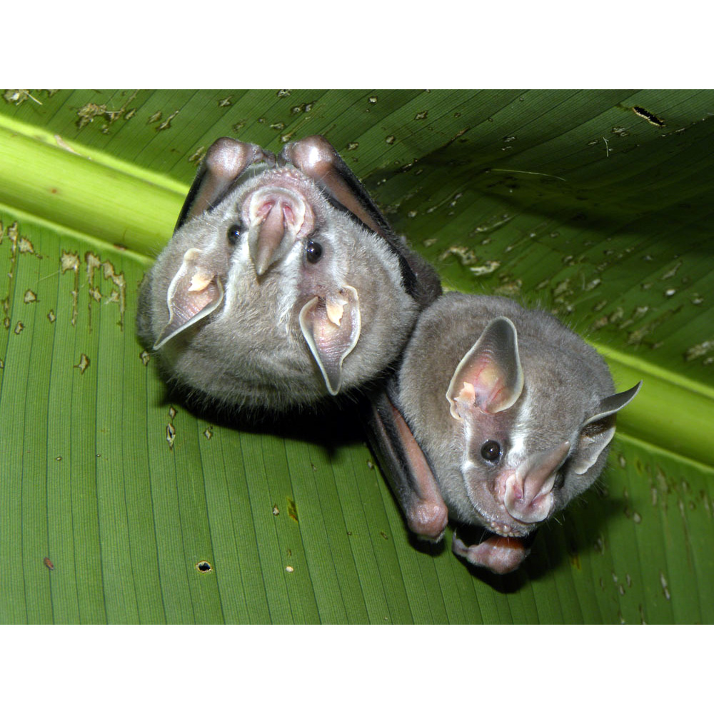 Silver Fruit-eating Bat (Dermanura glauca) Фото №2
