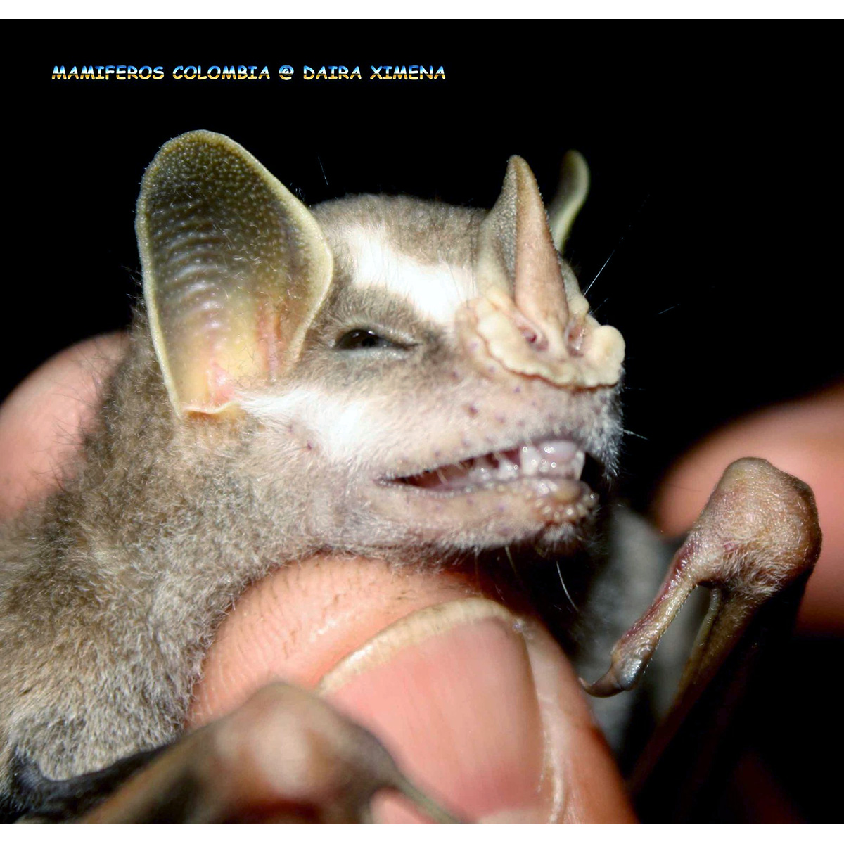 Silver Fruit-eating Bat (Dermanura glauca) Фото №3