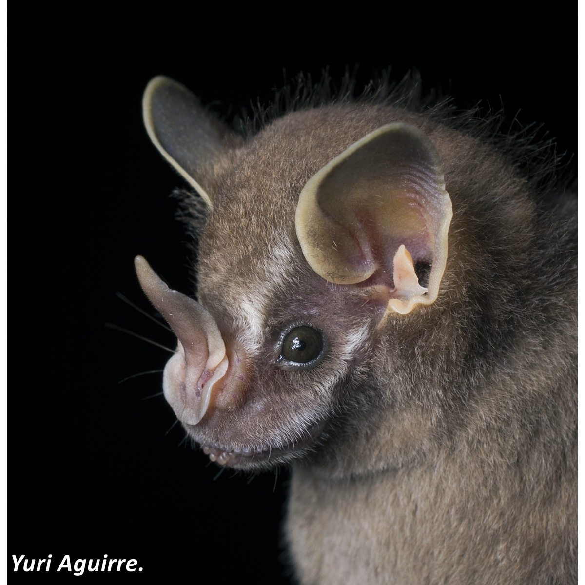 Silver Fruit-eating Bat (Dermanura glauca) Фото №4