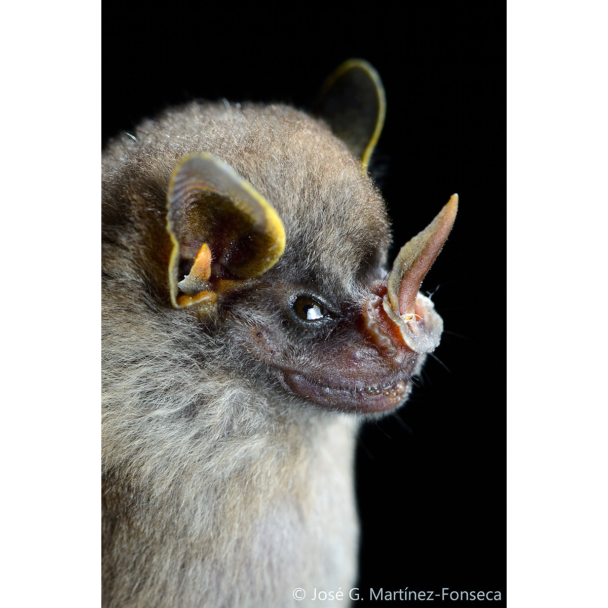 Silver Fruit-eating Bat (Dermanura glauca) Фото №5