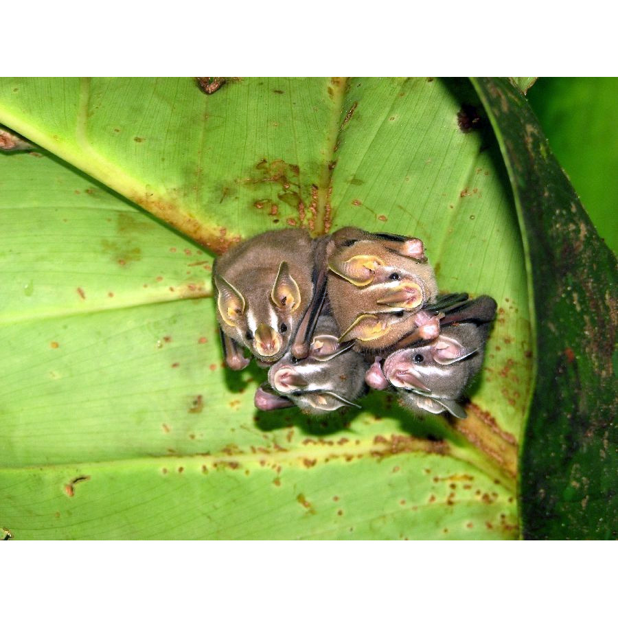 Dwarf Fruit-eating Bat (Dermanura gnoma) Фото №2