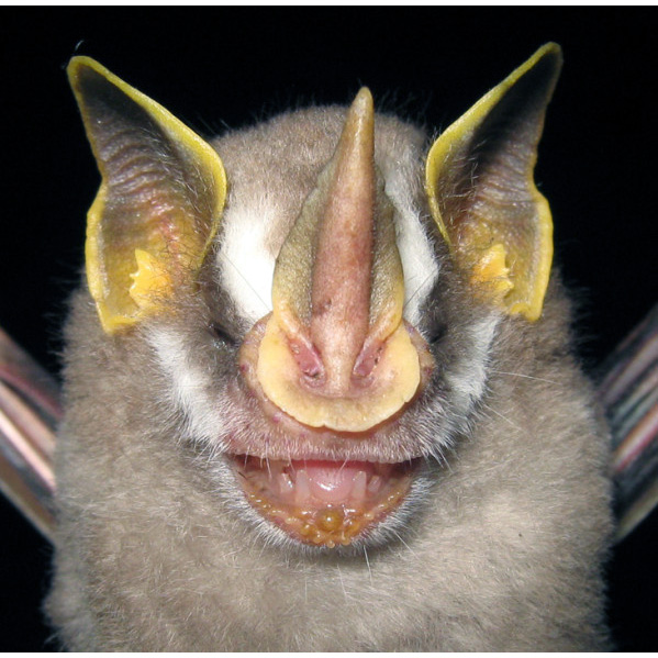 Dwarf Fruit-eating Bat (Dermanura gnoma) Фото №3