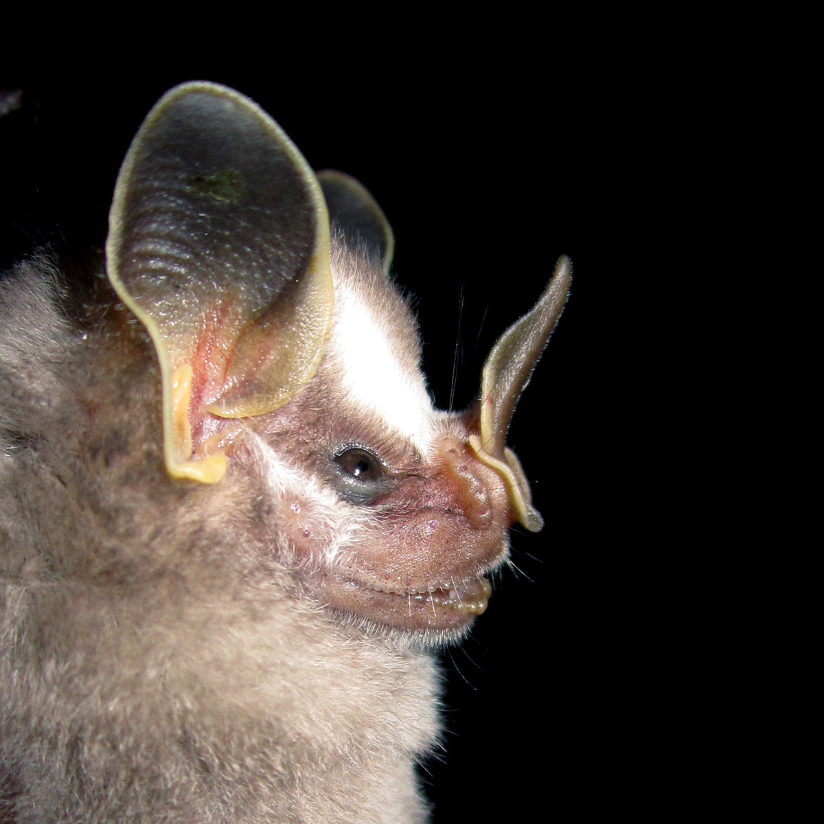 Dwarf Fruit-eating Bat (Dermanura gnoma) Фото №4