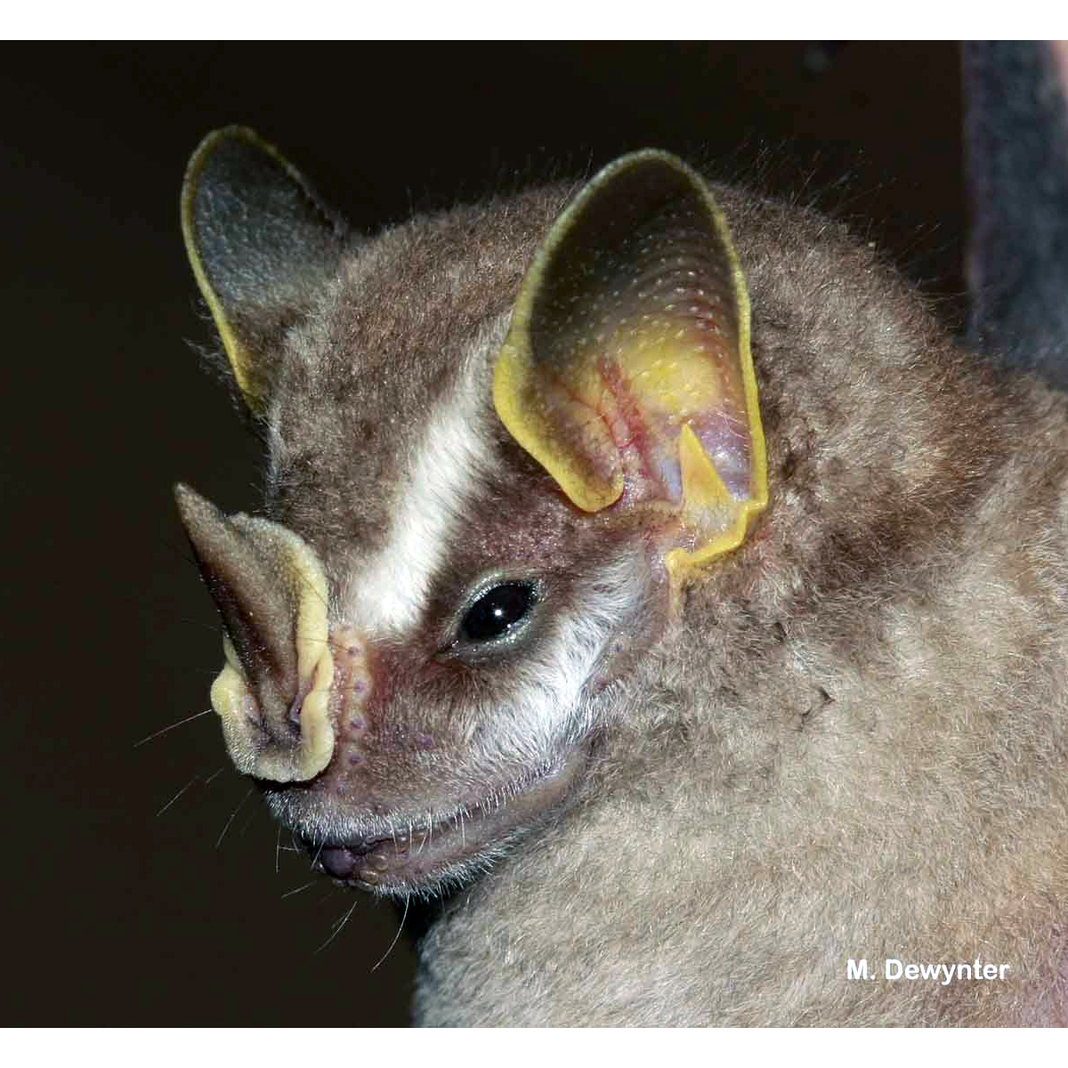 Dwarf Fruit-eating Bat (Dermanura gnoma) Фото №5
