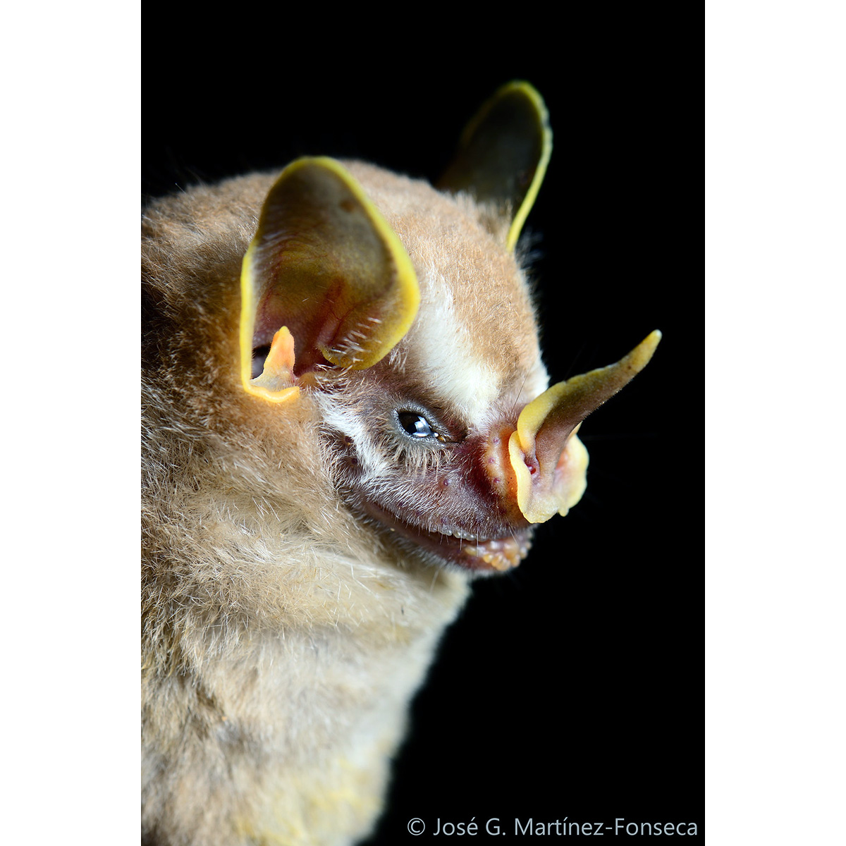 Dwarf Fruit-eating Bat (Dermanura gnoma) Фото №6