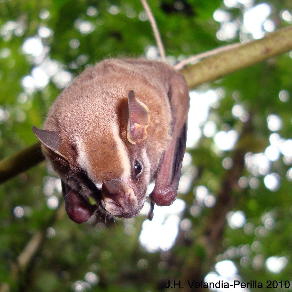 Rosenberg’s Fruit-eating Bat (Dermanura rosenbergi) Фото №2