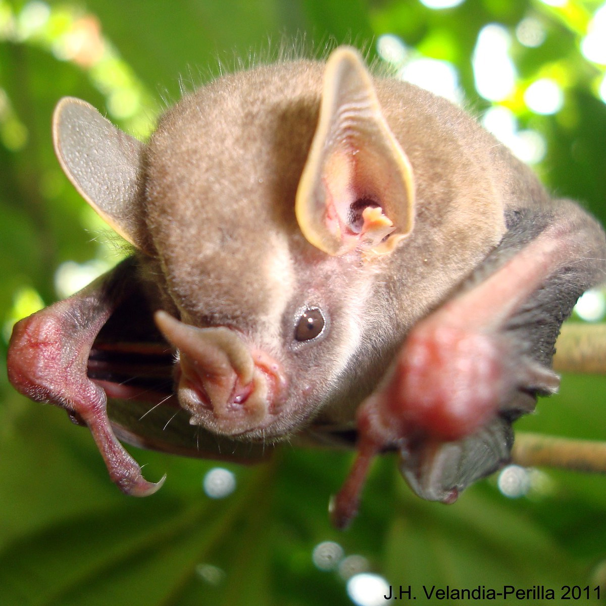 Rosenberg’s Fruit-eating Bat (Dermanura rosenbergi) Фото №3