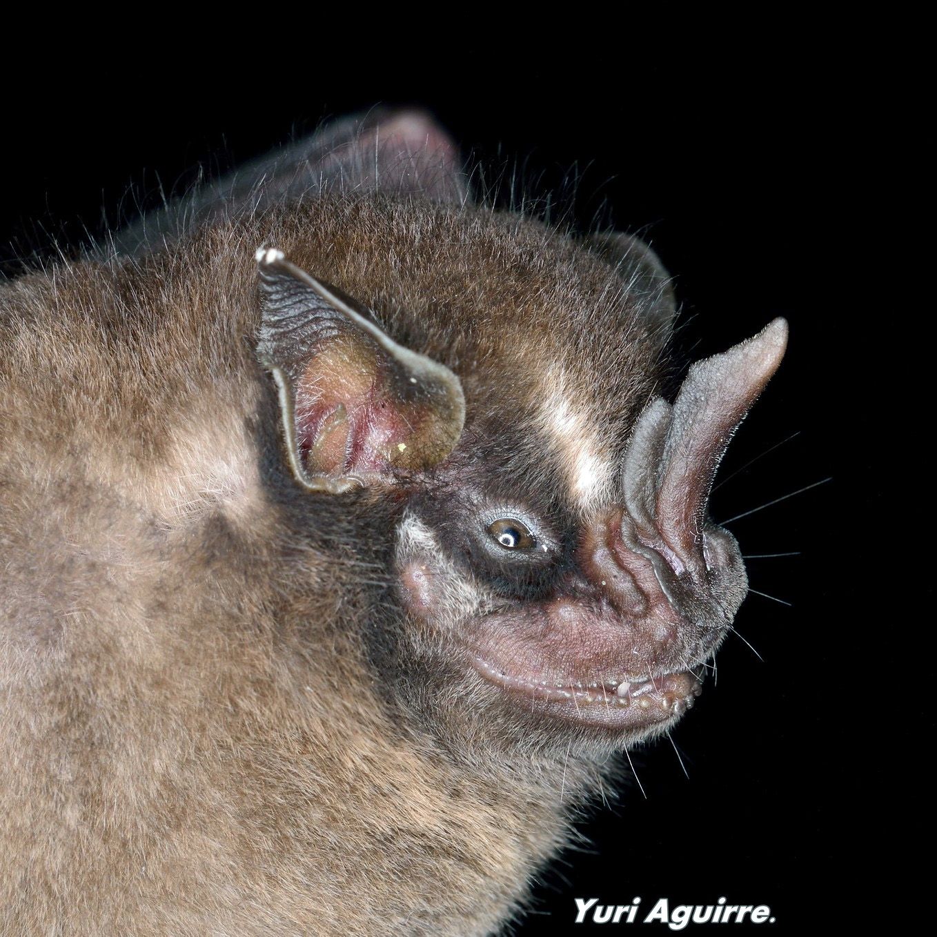 Toltec Fruit-eating Bat (Dermanura tolteca) Фото №10