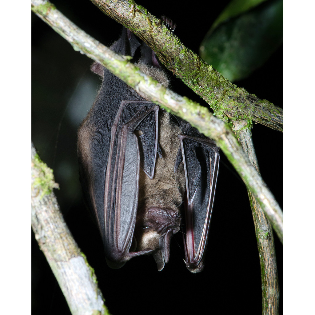 Toltec Fruit-eating Bat (Dermanura tolteca) Фото №2