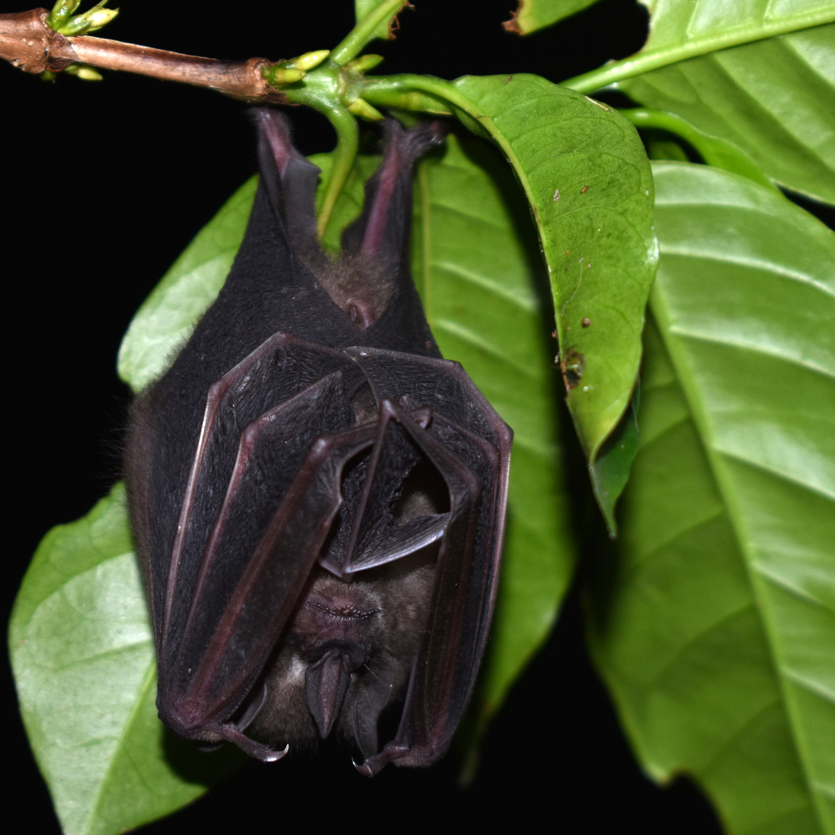 Toltec Fruit-eating Bat (Dermanura tolteca) Фото №3