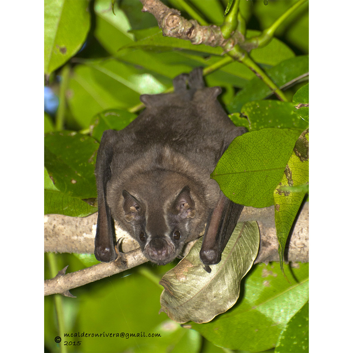 Toltec Fruit-eating Bat (Dermanura tolteca) Фото №4