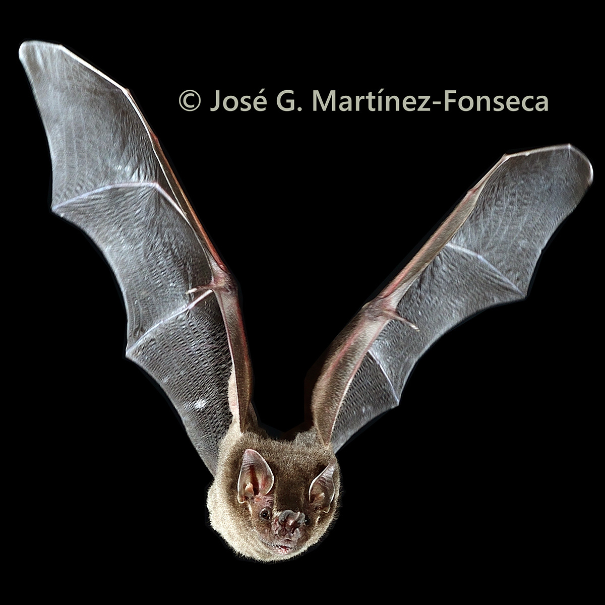 Toltec Fruit-eating Bat (Dermanura tolteca) Фото №5