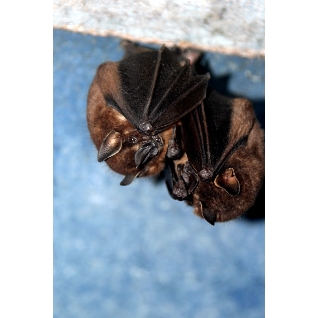 Toltec Fruit-eating Bat (Dermanura tolteca) Фото №6
