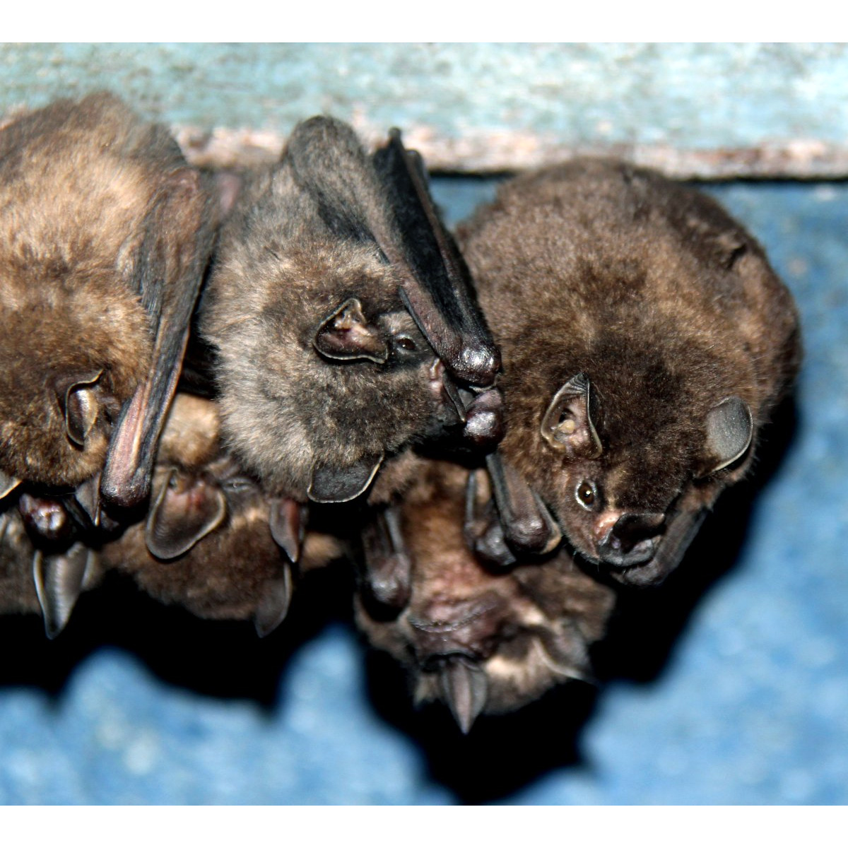 Toltec Fruit-eating Bat (Dermanura tolteca) Фото №7