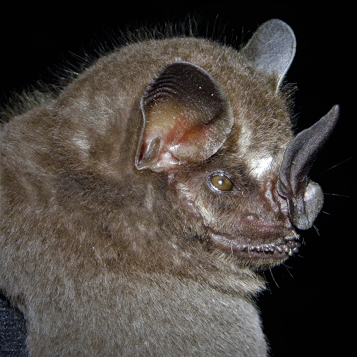 Toltec Fruit-eating Bat (Dermanura tolteca) Фото №8