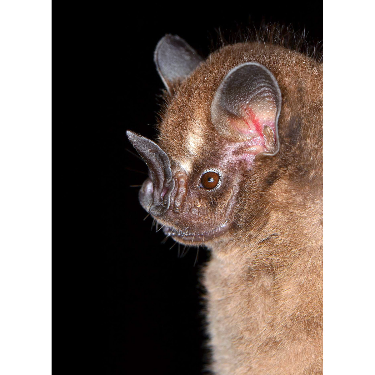 Toltec Fruit-eating Bat (Dermanura tolteca) Фото №9