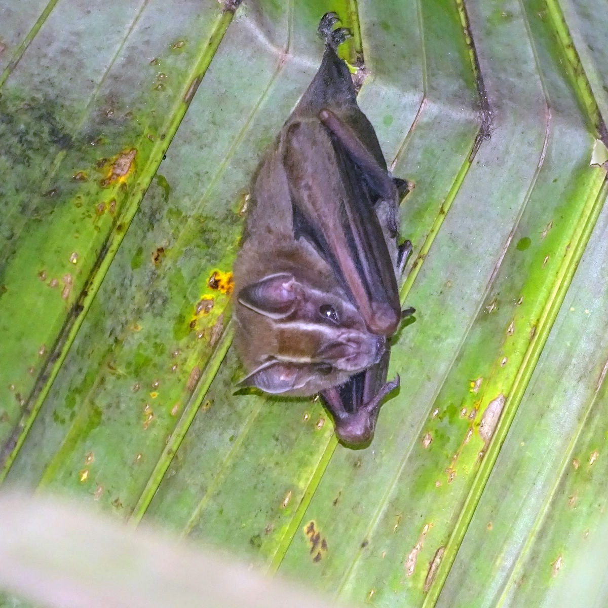 Thomas's Fruit-eating Bat (Dermanura watsoni) Фото №2
