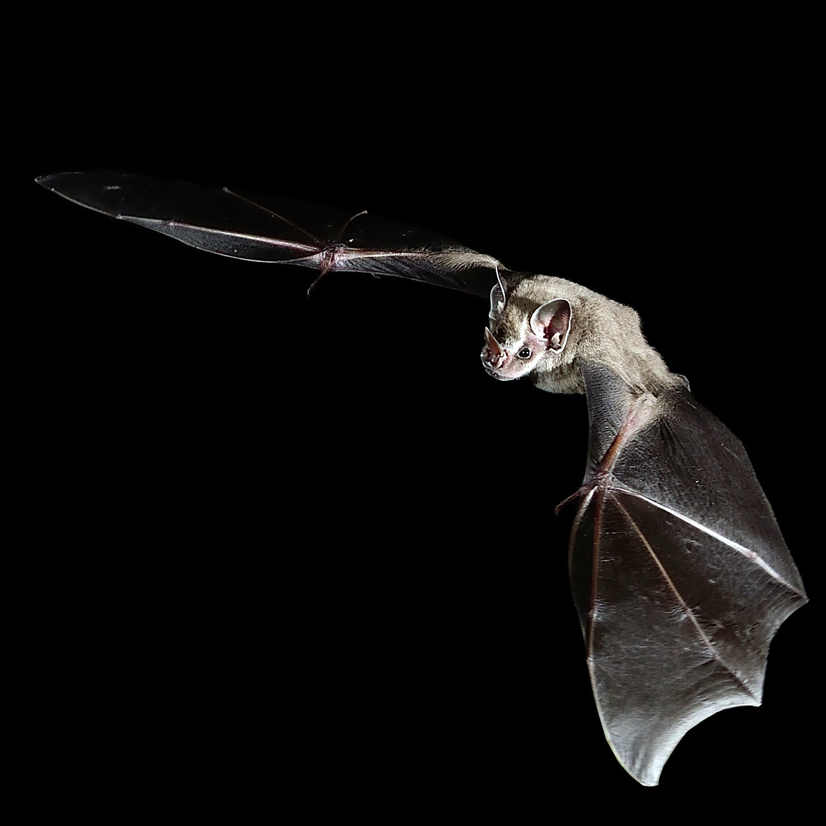 Thomas's Fruit-eating Bat (Dermanura watsoni) Фото №3