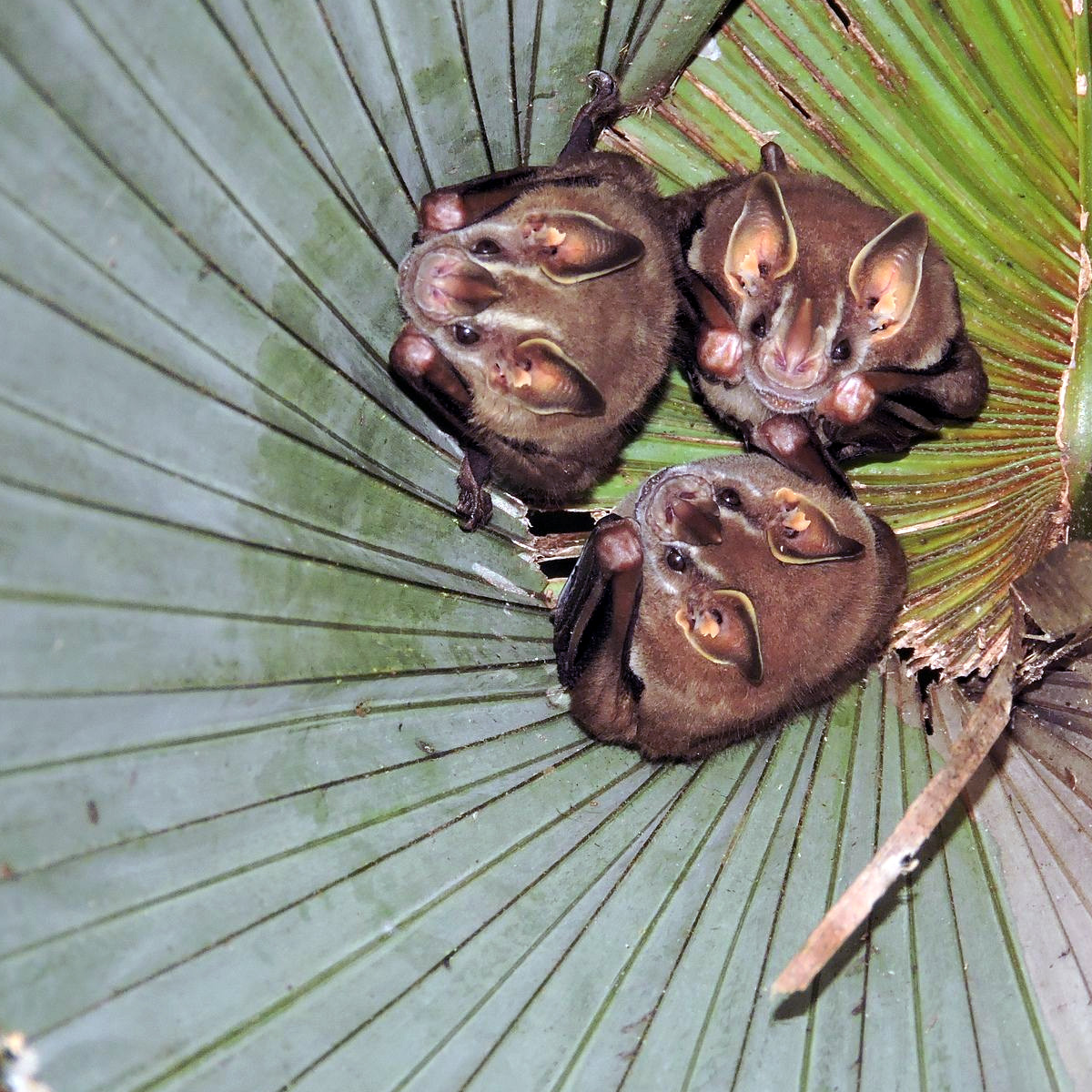 Thomas's Fruit-eating Bat (Dermanura watsoni) Фото №6