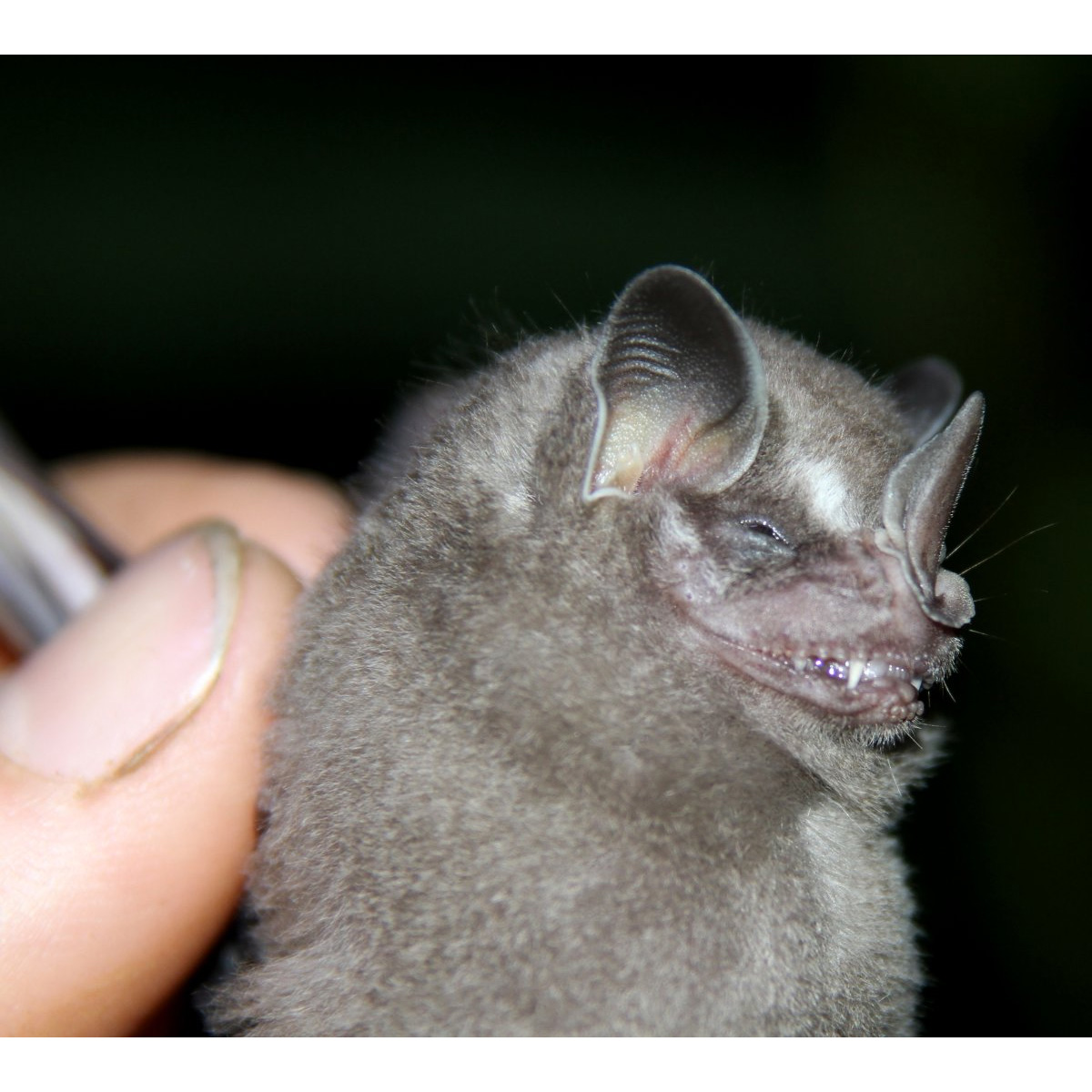 Thomas's Fruit-eating Bat (Dermanura watsoni) Фото №8