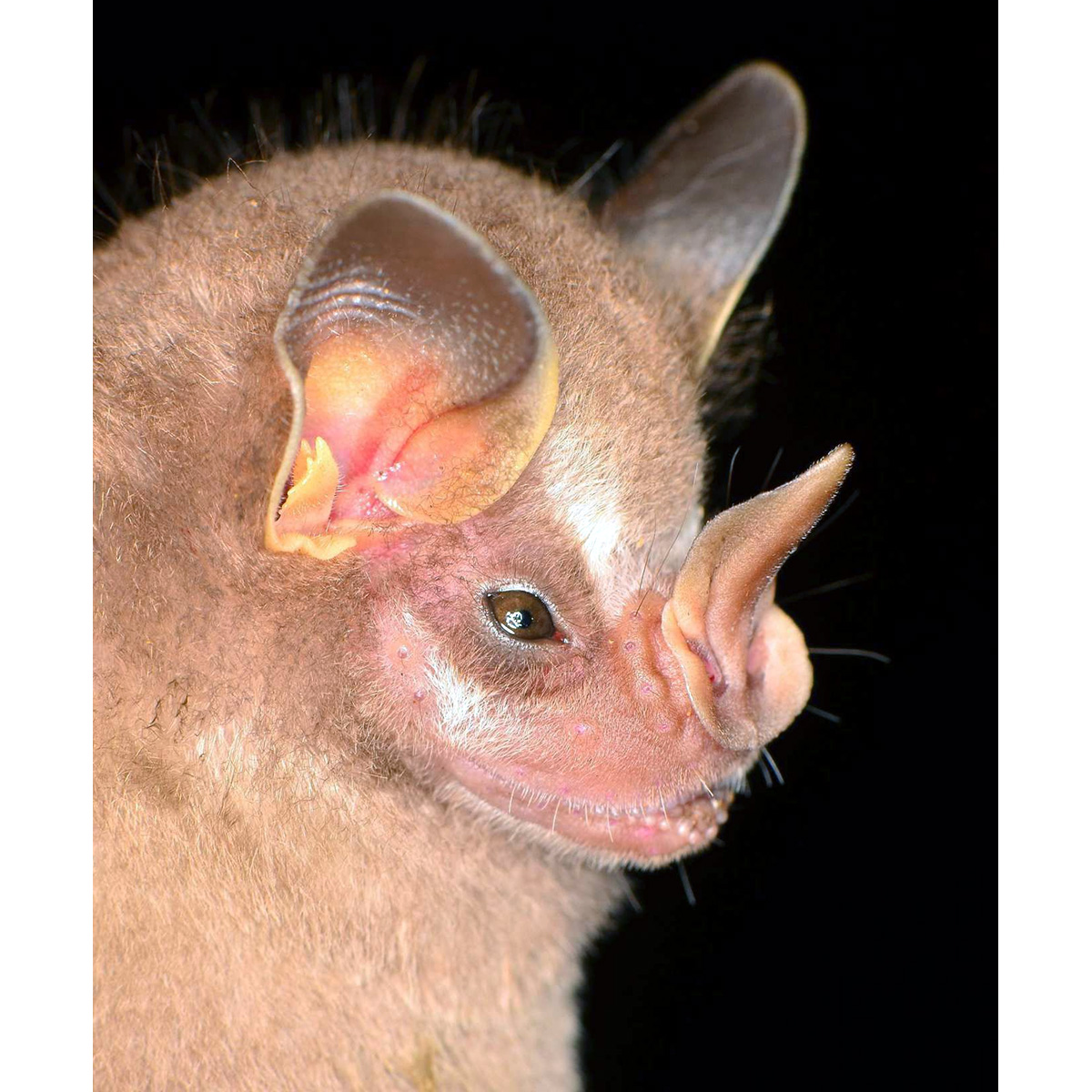 Thomas's Fruit-eating Bat (Dermanura watsoni) Фото №9
