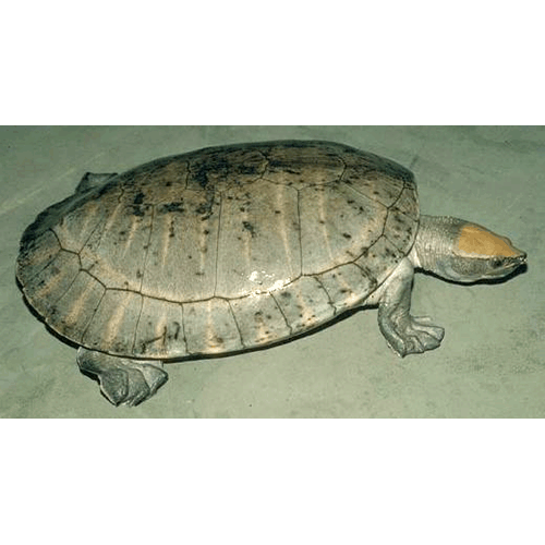  Род Мексиканские черепахи  фото