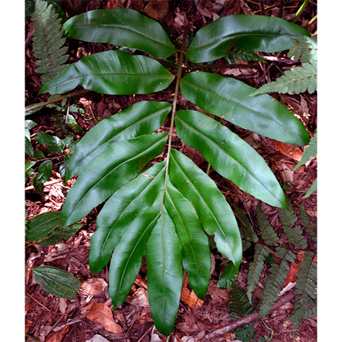 Семейство Desmophlebiaceae фото