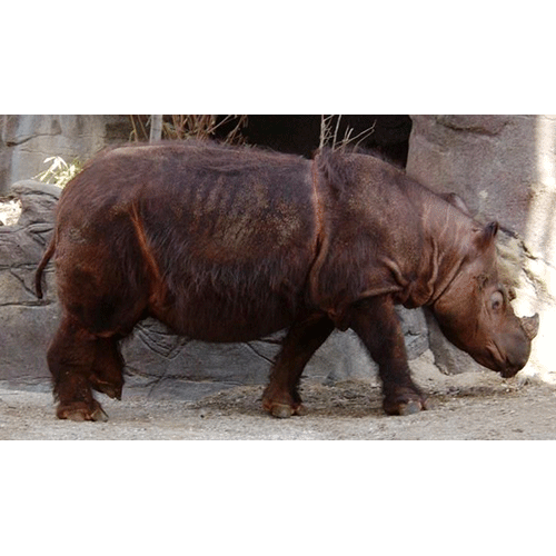 Род Суматранские носороги  фото