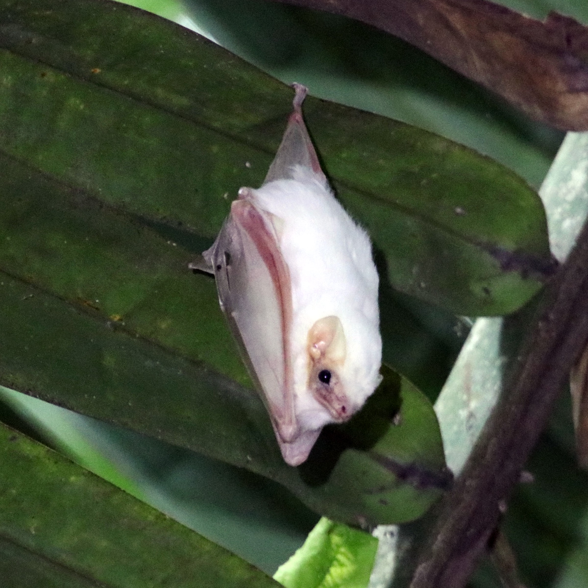 Белый мешкокрыл (Diclidurus albus) Фото №3