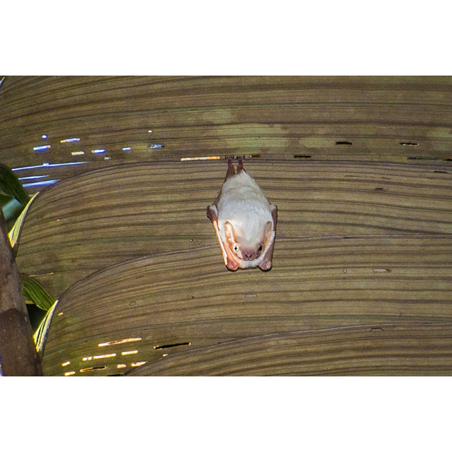 Колумбийский мешкокрыл (Diclidurus ingens) Фото №2